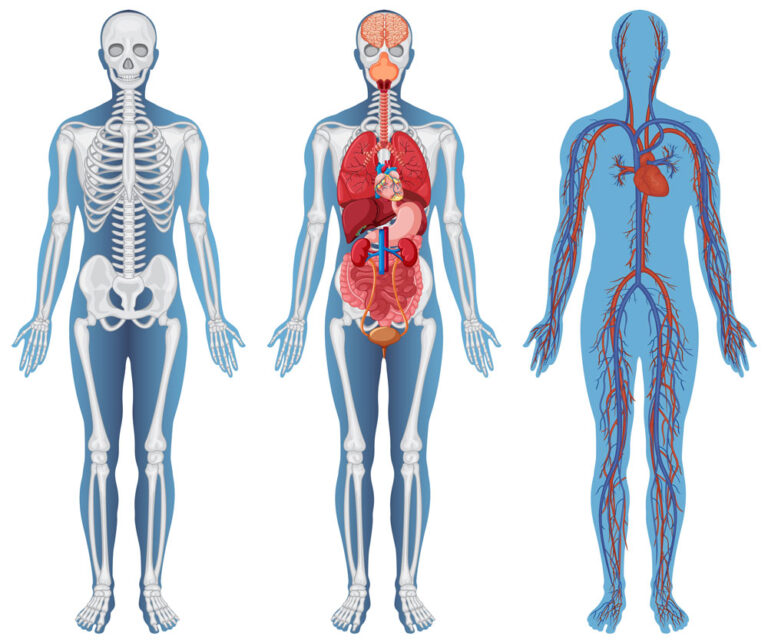 sistema nervioso, healy, sistema nervioso en intestinos, sistema nervioso en corazón, Relación entre el sistema nervioso, corazón e intestinos y su interpretación con Healy